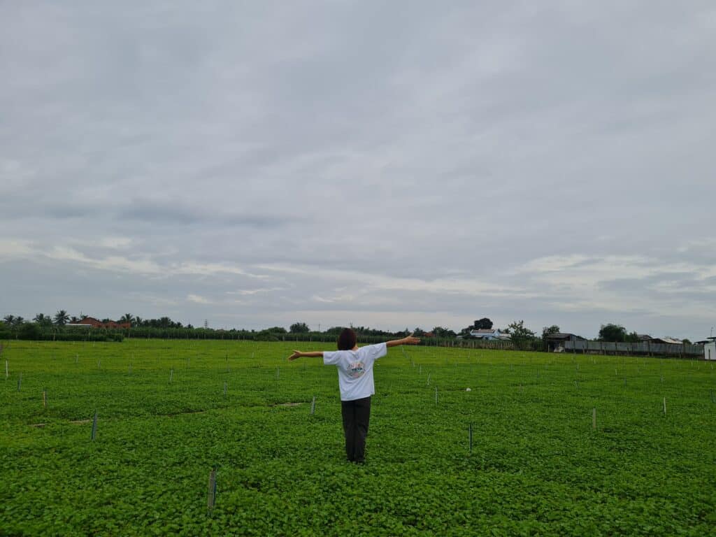 vùng nguyên liệu an toàn của YEVA