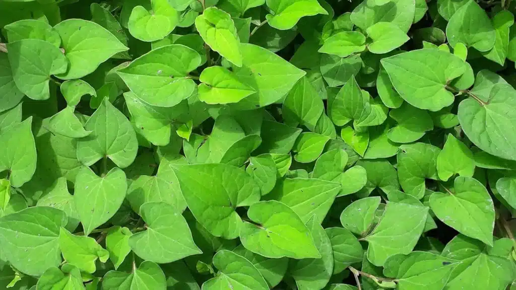 cây diếp cá